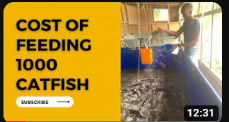 Cost of feeding 1000 catfish